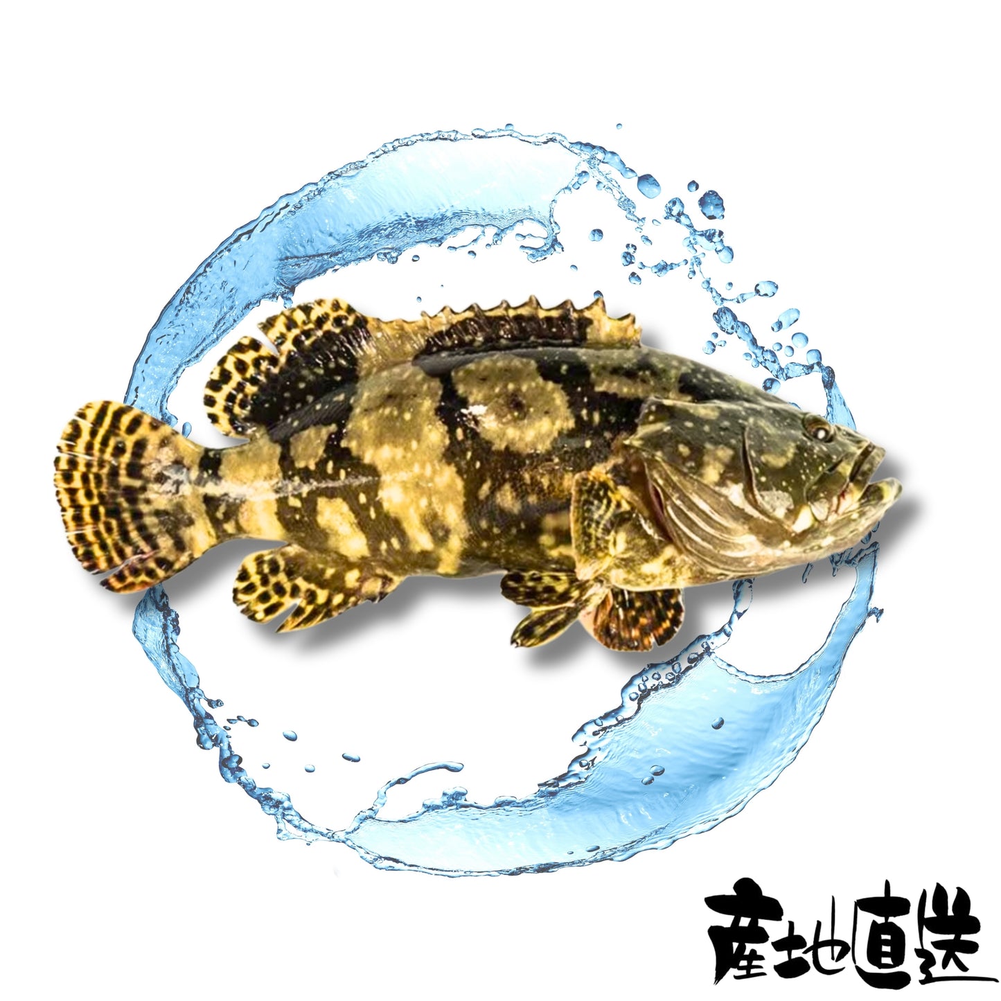 沙巴龍躉 約1斤