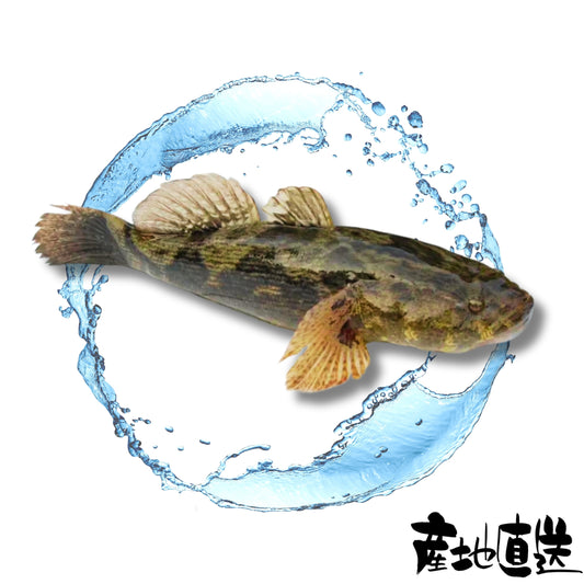 筍殼魚 1條
