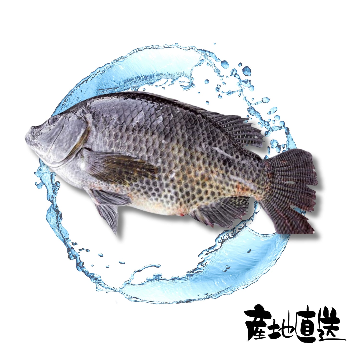 黑鰂魚 1條