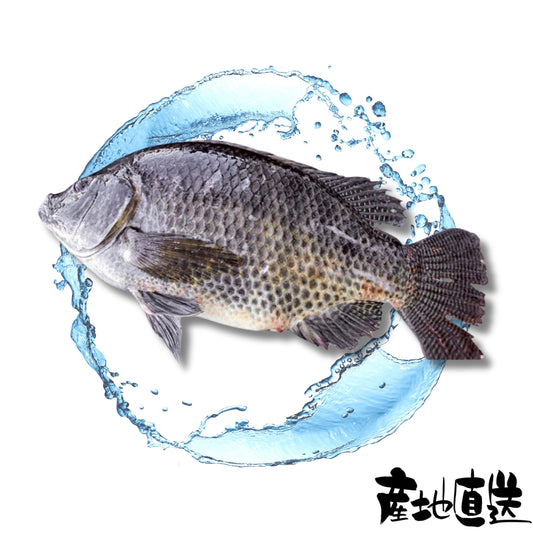 黑鰂魚 1條