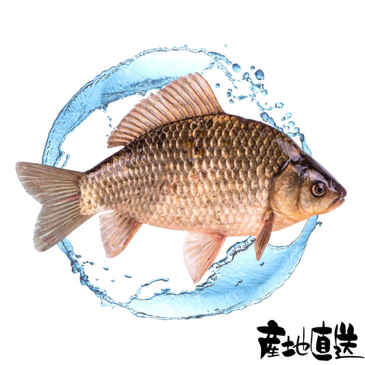 白鰂魚 1條
