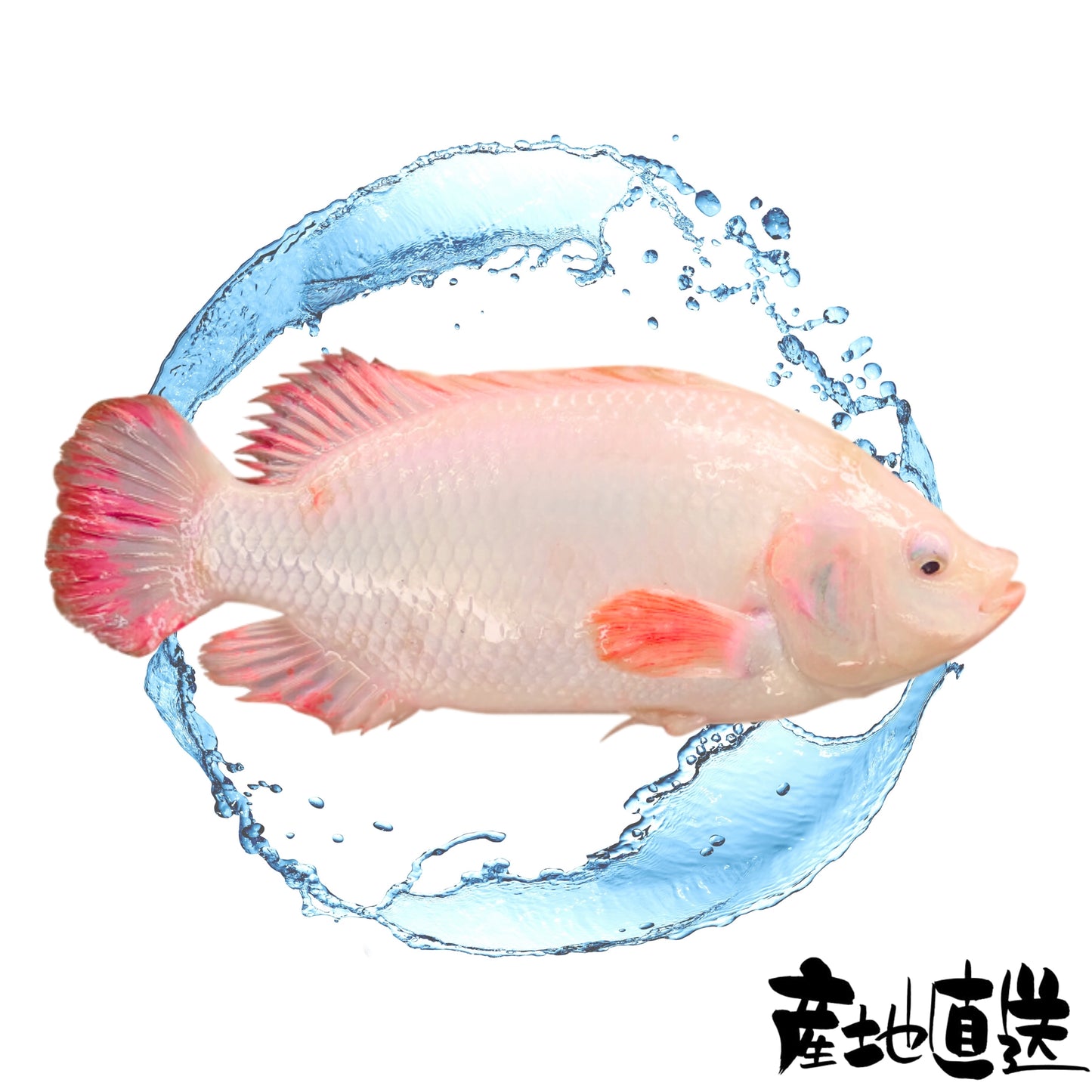 紅鰂魚 1條