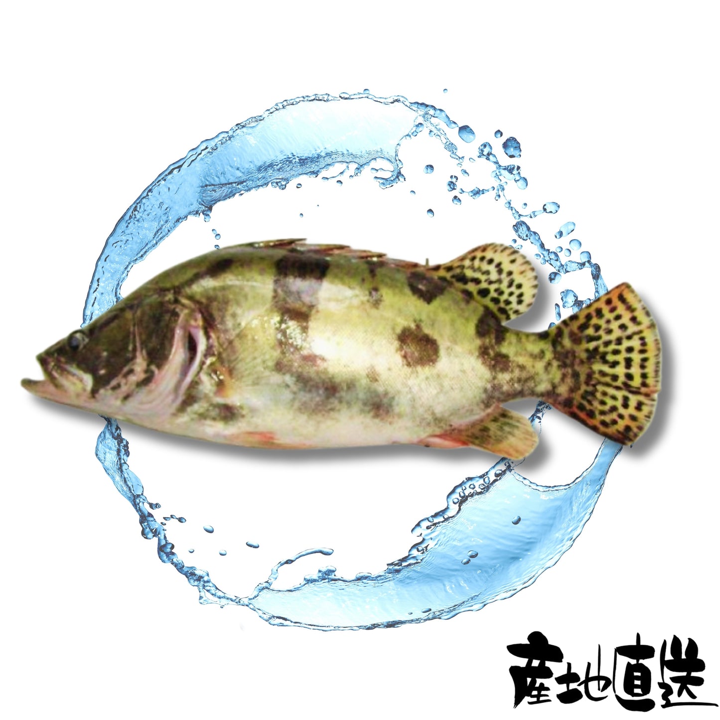 桂花魚 1條