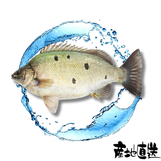 寶石魚 1條