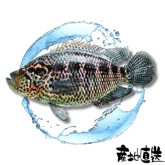 花班魚 1條