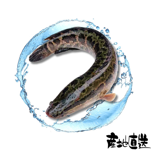 生魚 1條