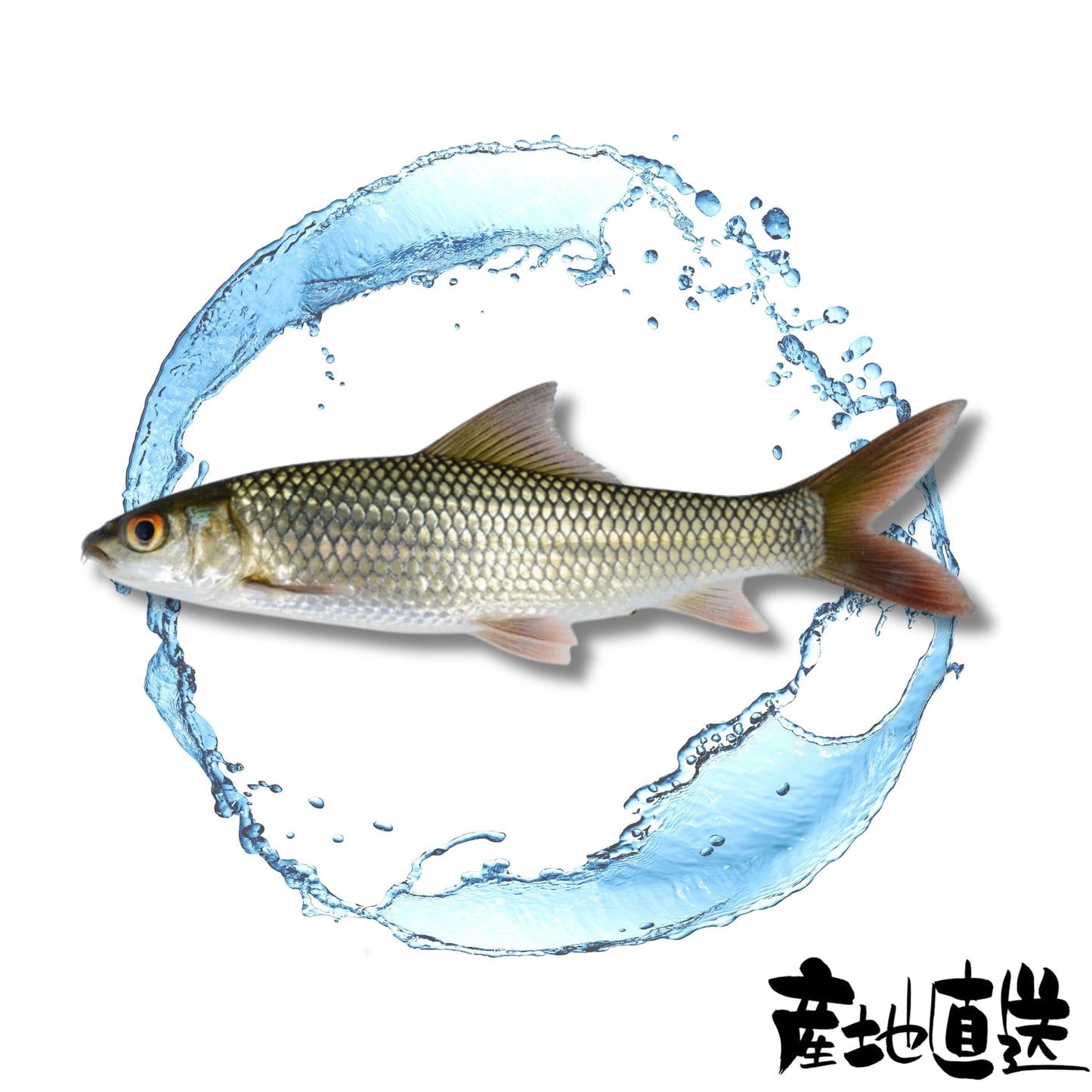 鯪魚 1條