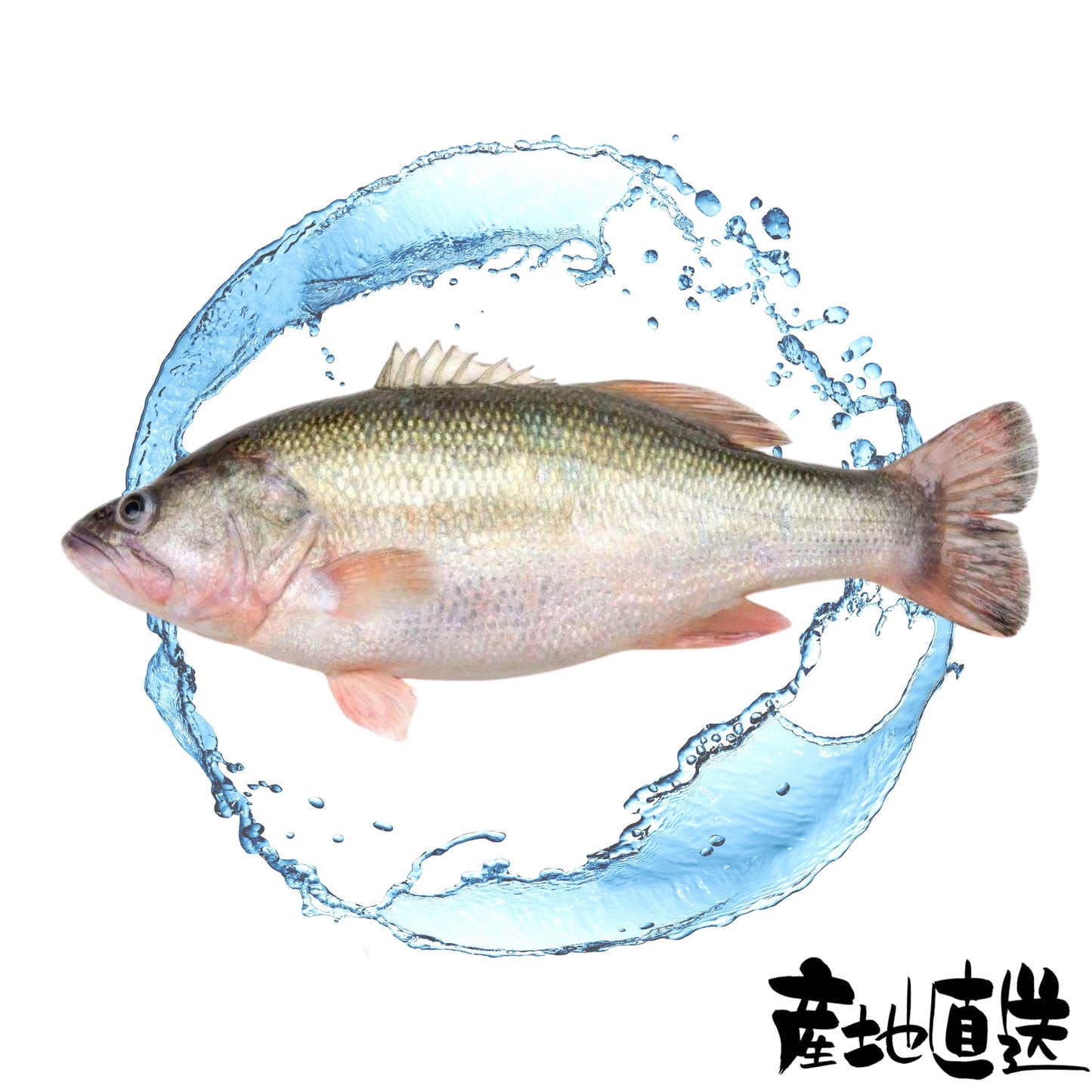 鱸魚 1條