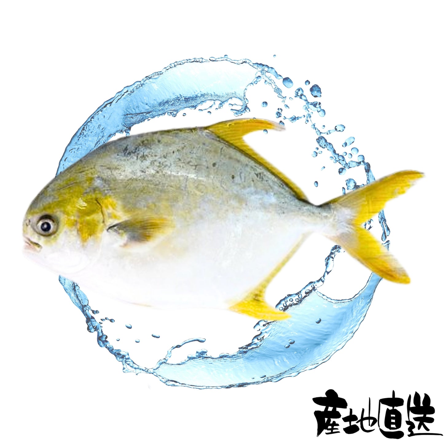 黃立倉 約12-14兩